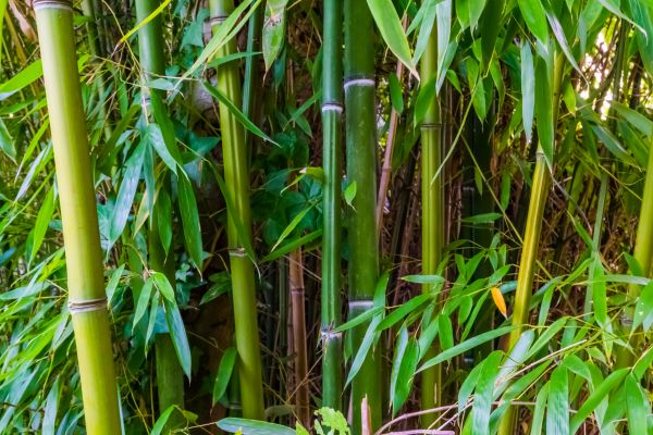 Bamboo Trimming