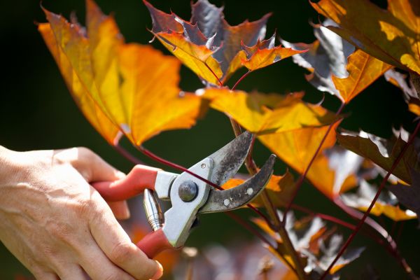 Maple Tree Pruning - Maple Tree Pruning Nolensville, Tennessee