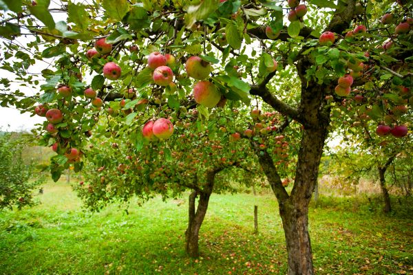 Apple Tree Pruning - Apple Tree Pruning Jonesborough, Tennessee