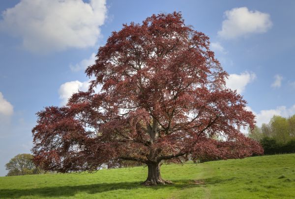 Beech Tree Pruning