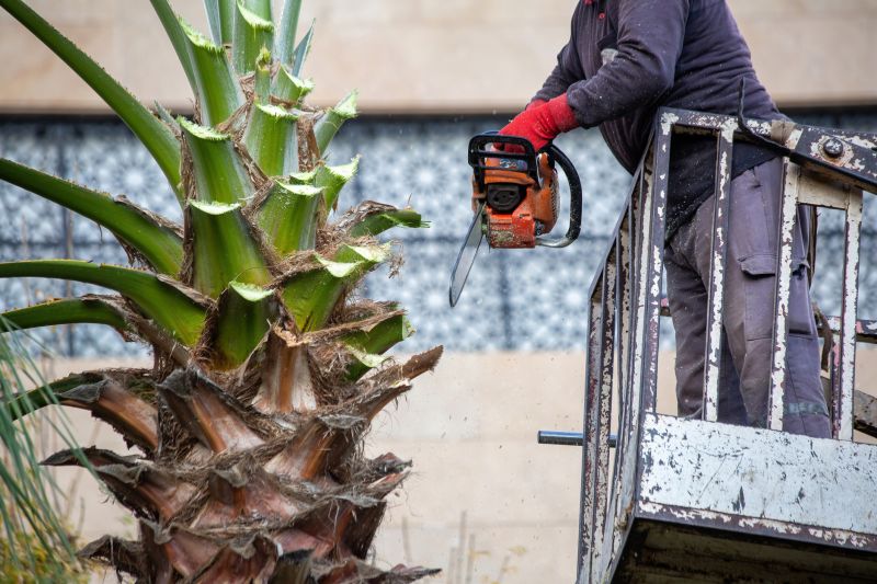 Palm Branch Removal