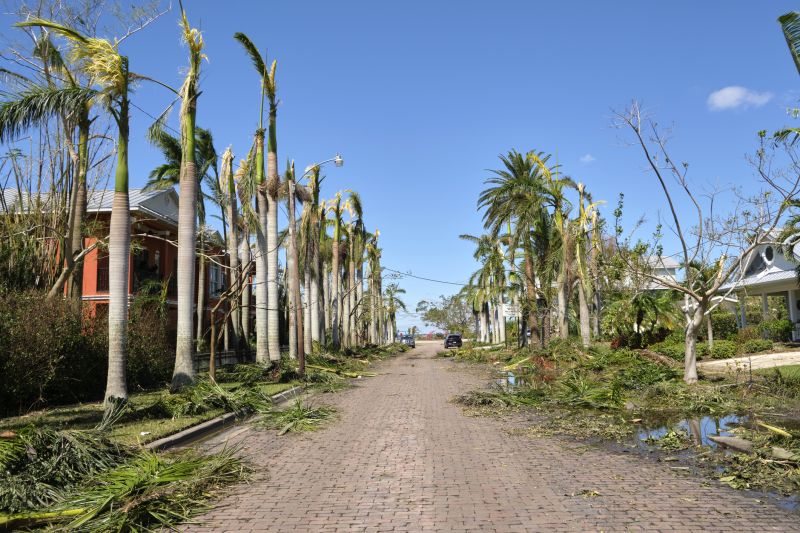 Palm Branch Removal