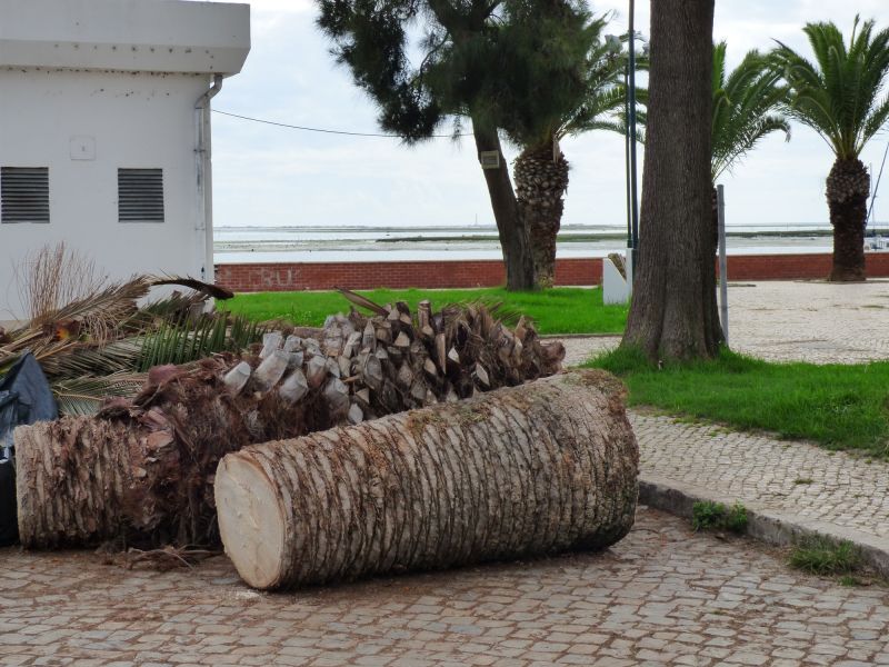 Palm Branch Removal