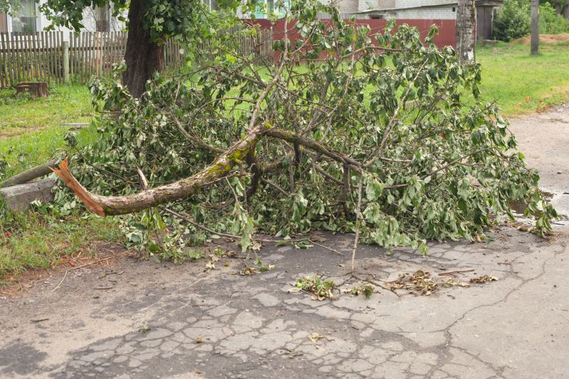 Fallen Tree on Lawn