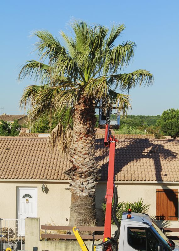 Palm Branch Removal