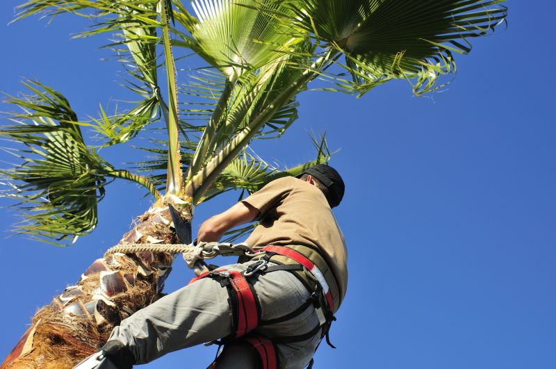 Trimming Mature Palms