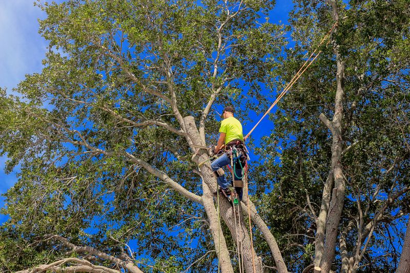 Professional Tree Trimming
